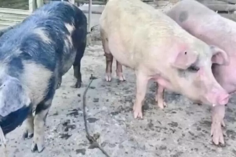 Hotelli Sobral Rice Terraces View