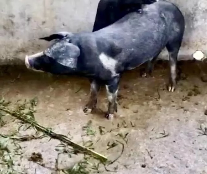 Hotelli Sobral Rice Terraces View