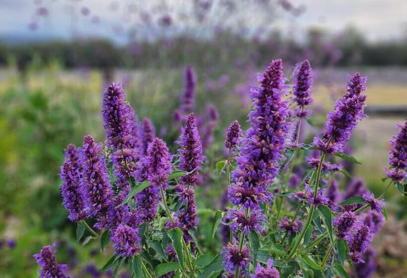 Отель The Old Dairy On Winkleigh