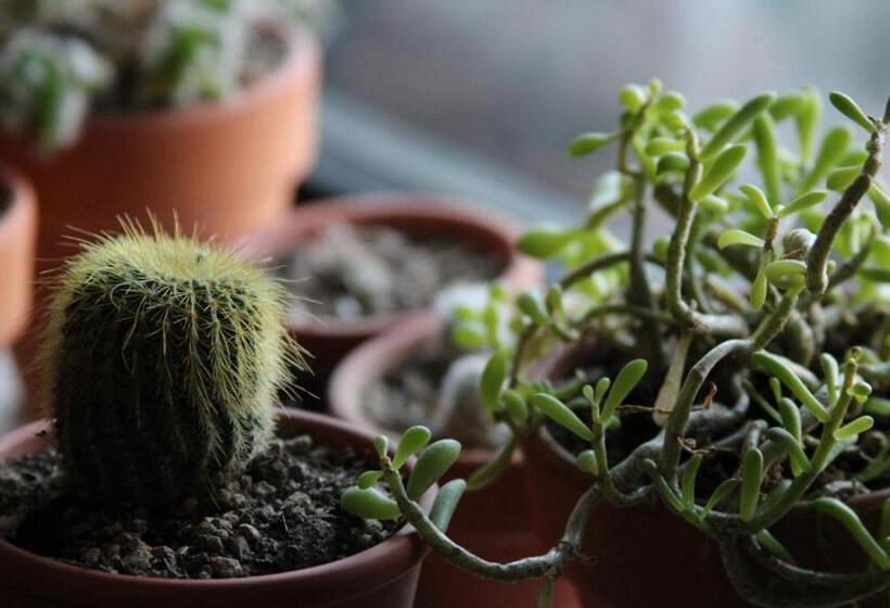 Ashland Commons Hostel