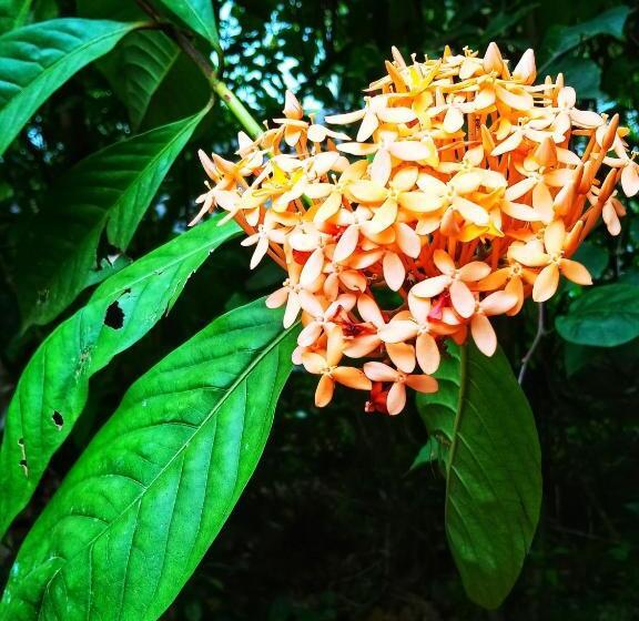 ベッドアンドブレックファースト Venora Hiriketiya