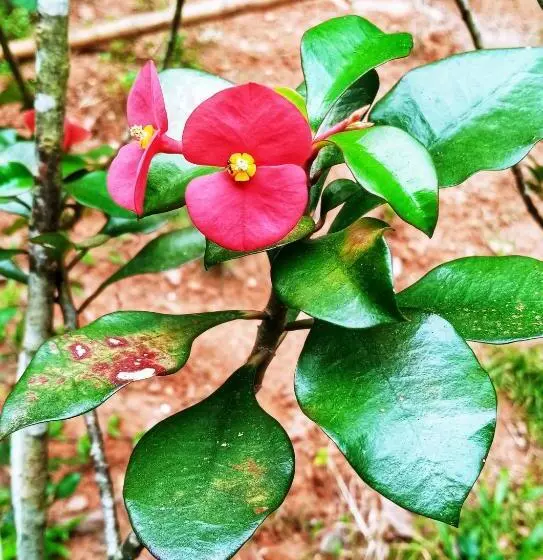 Aamiaismajoitus (B&B) Venora Hiriketiya