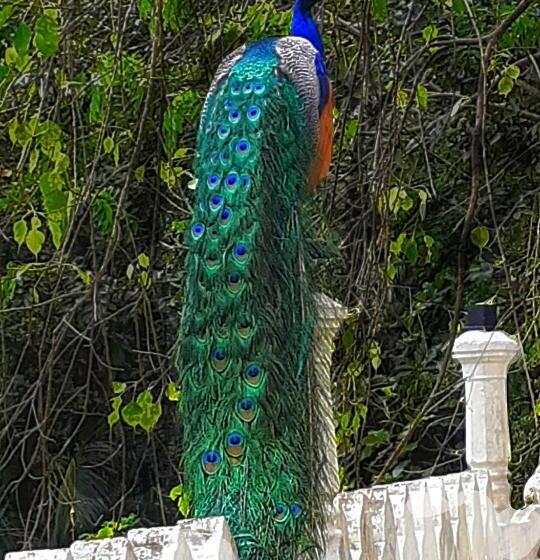 ベッドアンドブレックファースト Venora Hiriketiya