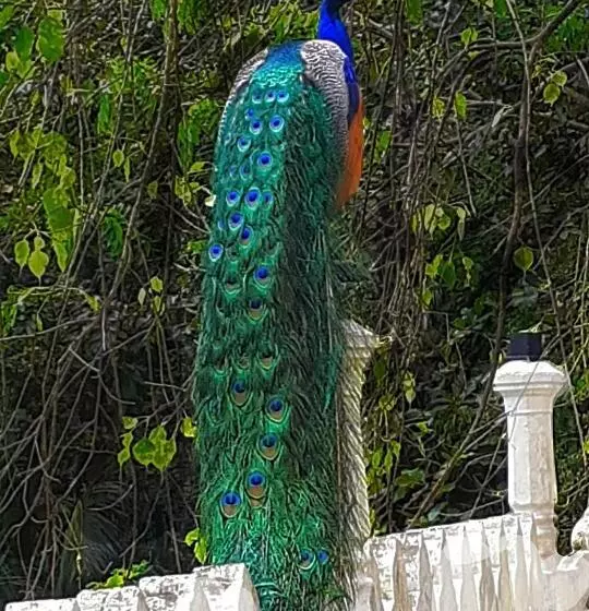 Aamiaismajoitus (B&B) Venora Hiriketiya