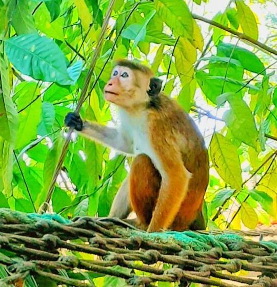 ベッドアンドブレックファースト Venora Hiriketiya