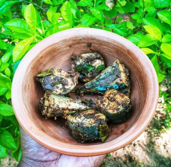 ベッドアンドブレックファースト Venora Hiriketiya