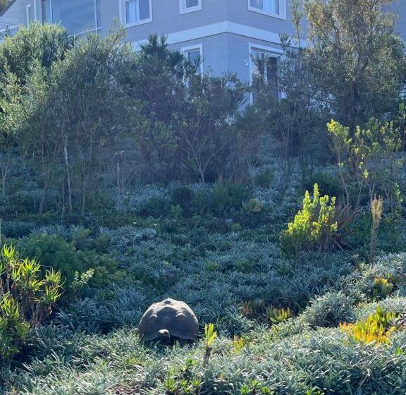 פנסיון The Lily Suite