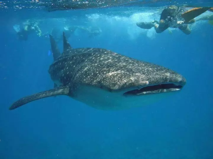 پانسیون Infinite Lagoon