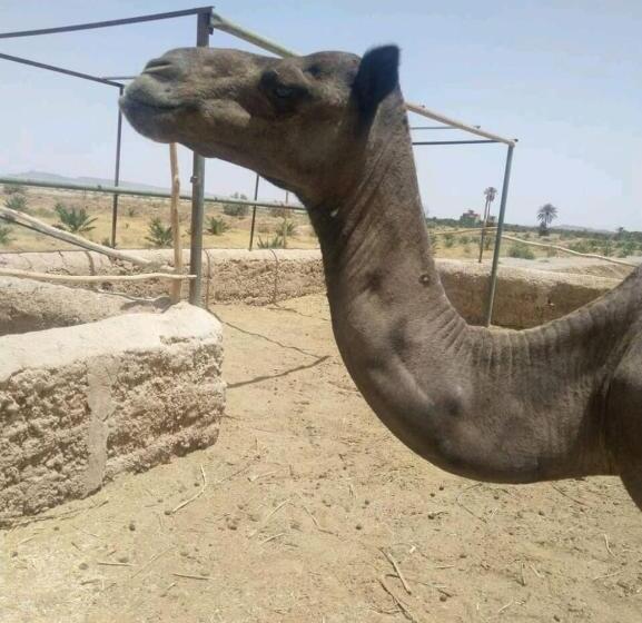 בית מלון כפרי كعب غزال