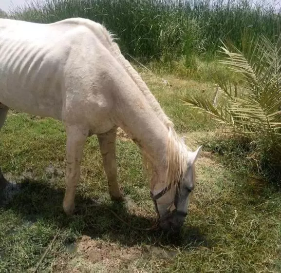 ホテル كعب غزال