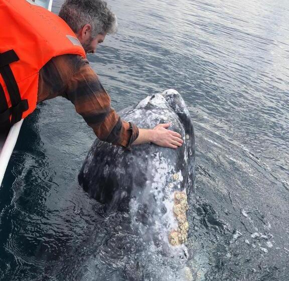 호텔 Whale Tours And Sport Fishing Vista Mag Bay