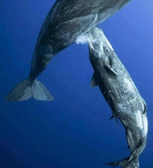 ホテル Whale Tours And Sport Fishing Vista Mag Bay