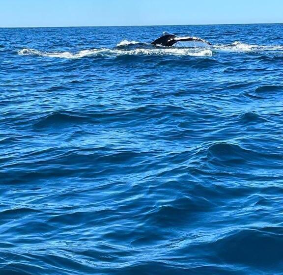 호텔 Whale Tours And Sport Fishing Vista Mag Bay