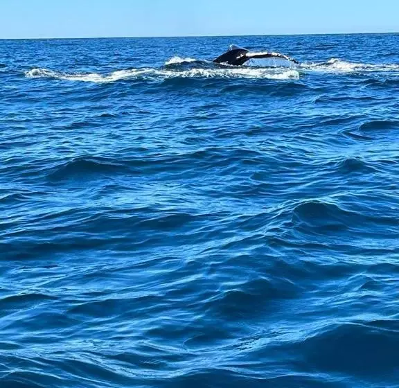 ホテル Whale Tours And Sport Fishing Vista Mag Bay