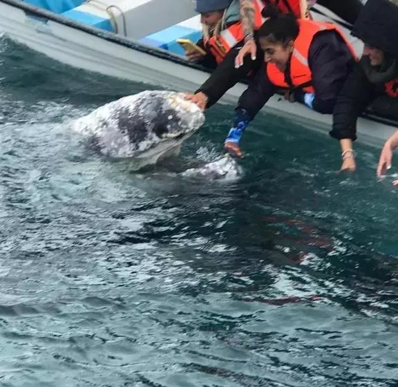 ホテル Whale Tours And Sport Fishing Vista Mag Bay