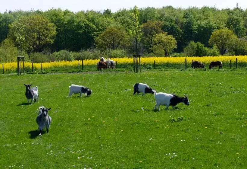 ホテル Ferienwohnungen Auf Dem Ferienhof Sell