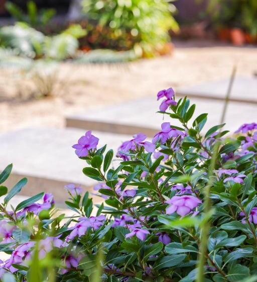 پانسیون Le Jardin Des Délices