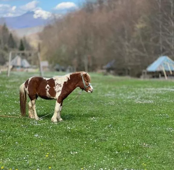 تختخواب و صبحانه Bjelasnica Villa Treskina Dvorišta Apartmani Izletište Ribnjak