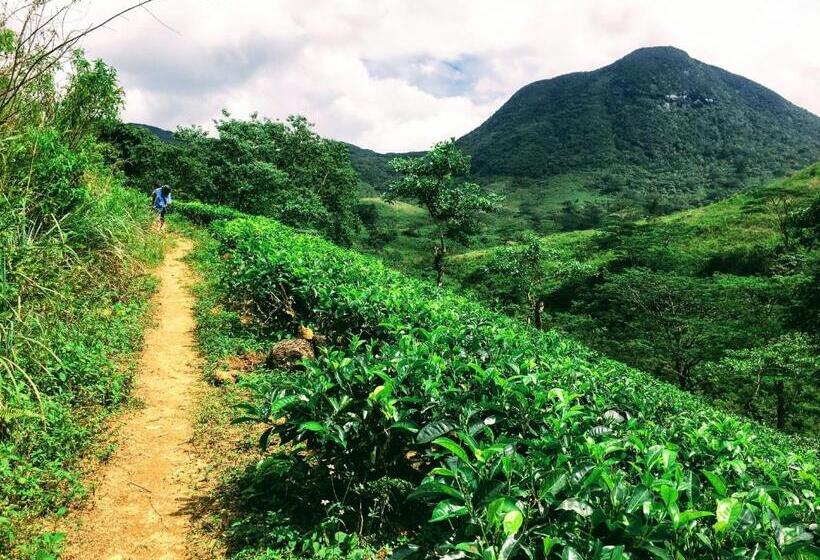 Отель The Vintage Villa Knuckles