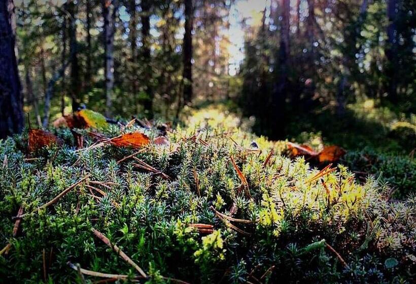 Skogsro Forest Hostel