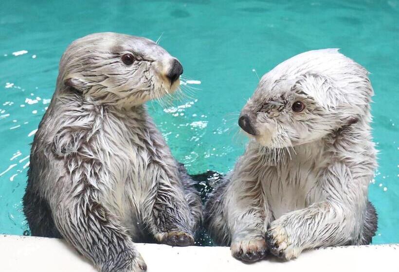 בית מלון כפרי Ooedo Onsen Monogatari Shima Saichoraku