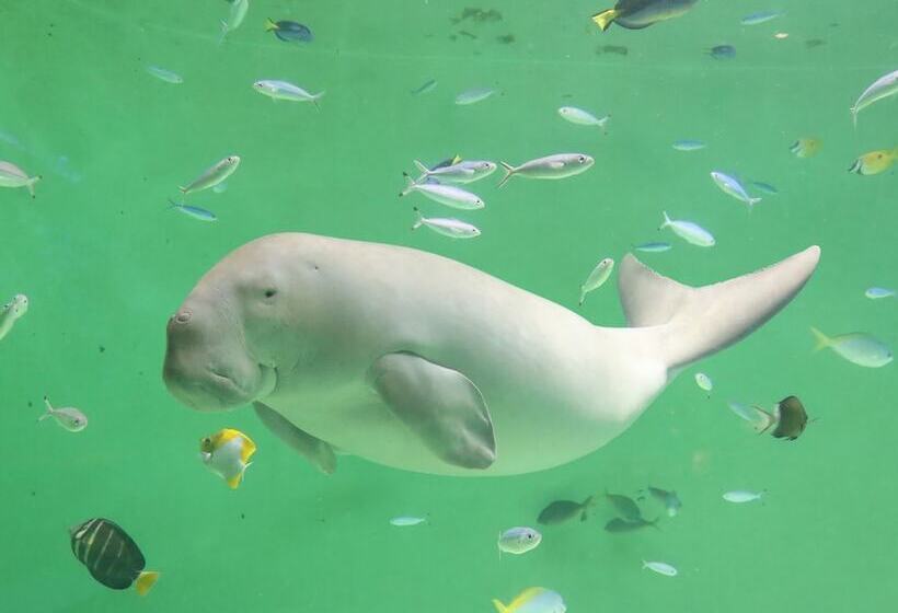 בית מלון כפרי Ooedo Onsen Monogatari Shima Saichoraku