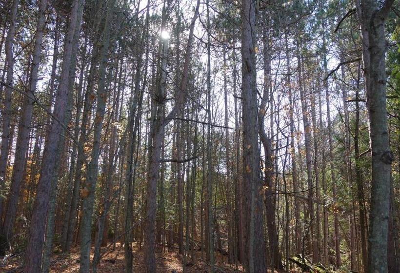 The Nest In The Forest Bed And Breakfast