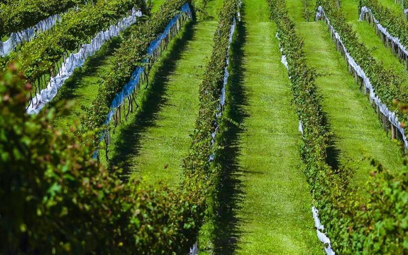 호텔 Boutique Vinícola Araucária By Slaviero Hoteis