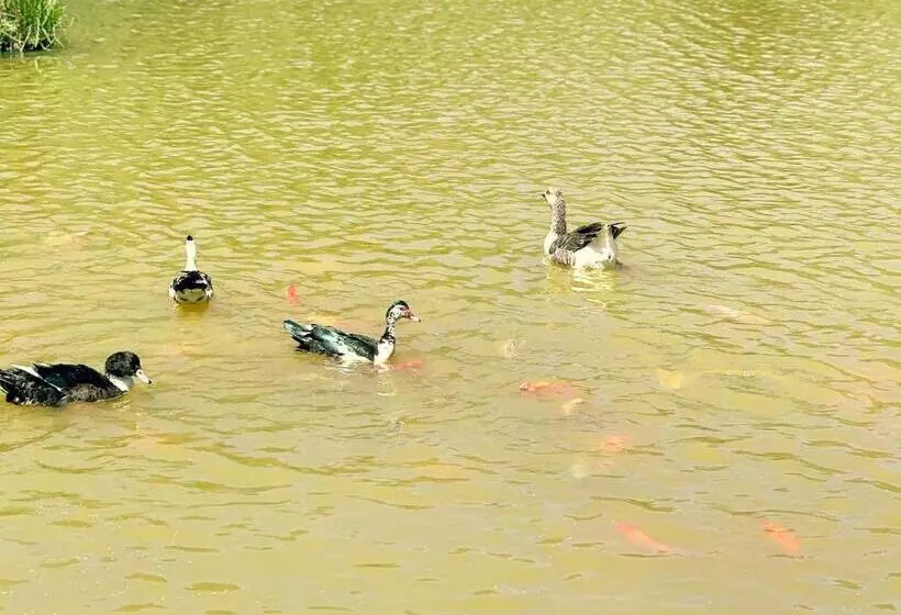 Los Lagos De Jasú