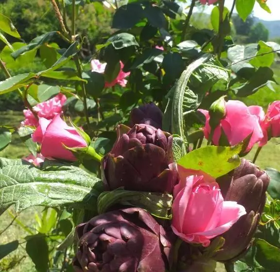 Majatalo Il Conte Di Montechiaro Rural B&b