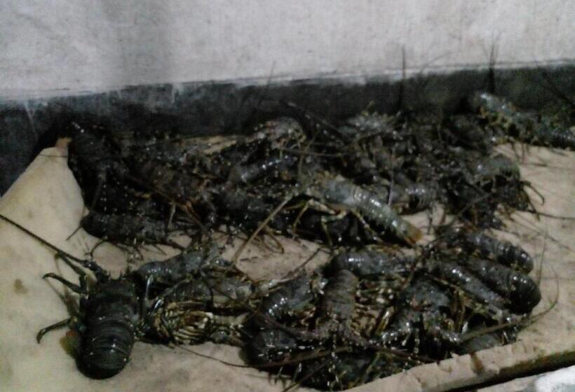 Pension (Hôtel basse catégorie) Ruka Homestay