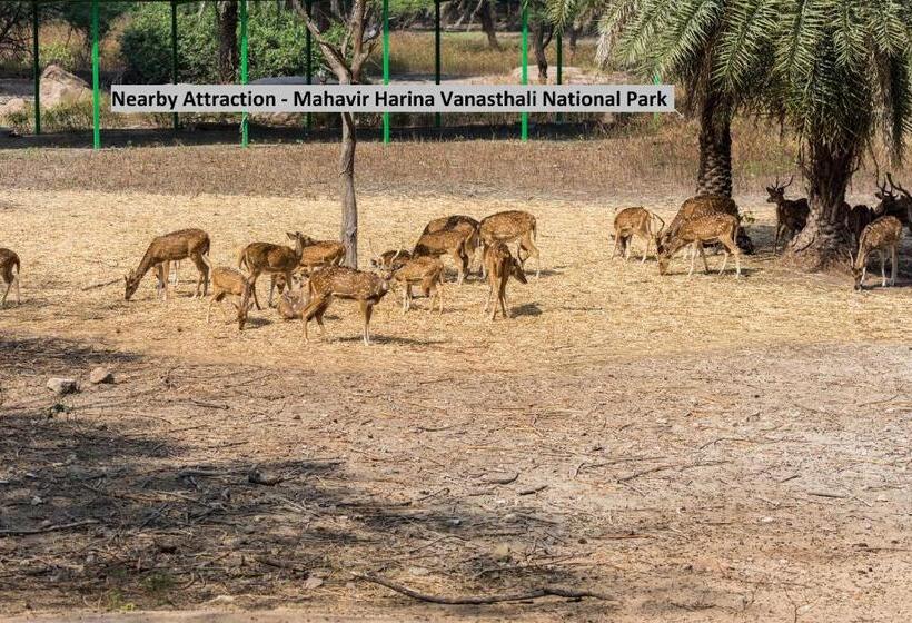 Collection O Ulavacharu Hotels