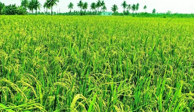 ホテル Nambiyar Farm House