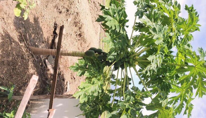 בית מלון כפרי Nambiyar Farm House