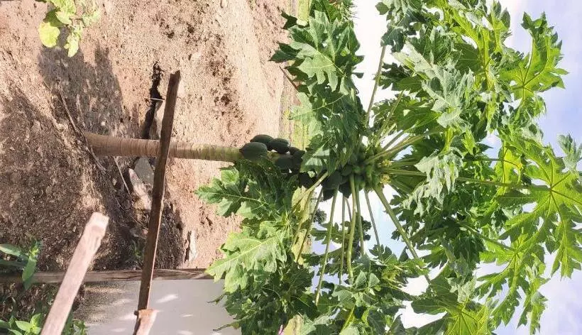 ホテル Nambiyar Farm House