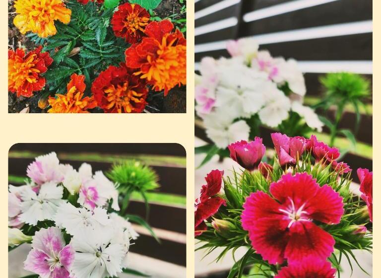 Pensiunea Casa Murani