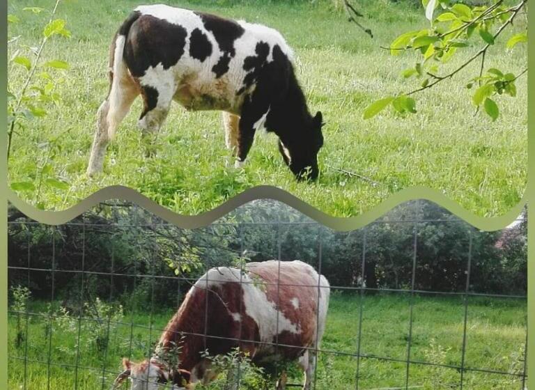 Pensiunea Casa Murani