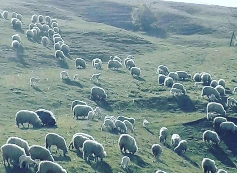 Pensiunea Casa Murani