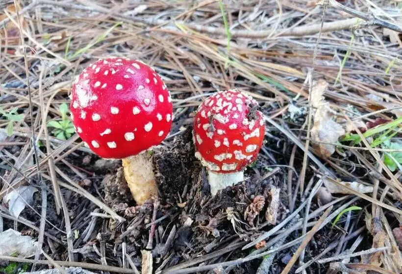 Retkeilymaja Residencial Mira Sol