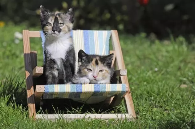 Aamiaismajoitus (B&B) Skihaus Bergheimat   Apartment Zur Piste   Selbstversorgung Oder Ums Eck Gibt Es Ein Gutes Frühstück