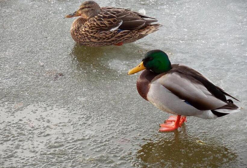 Bed and Breakfast Skihaus Bergheimat Apartment Zur Piste Selbstversorgung Oder Ums Eck Gibt Es Ein Gutes Frühstück