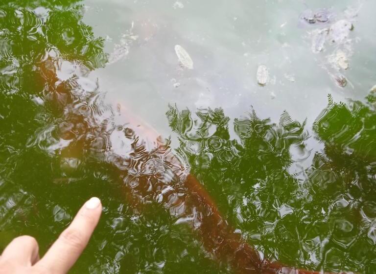 Qhawana Cabañas & Suites