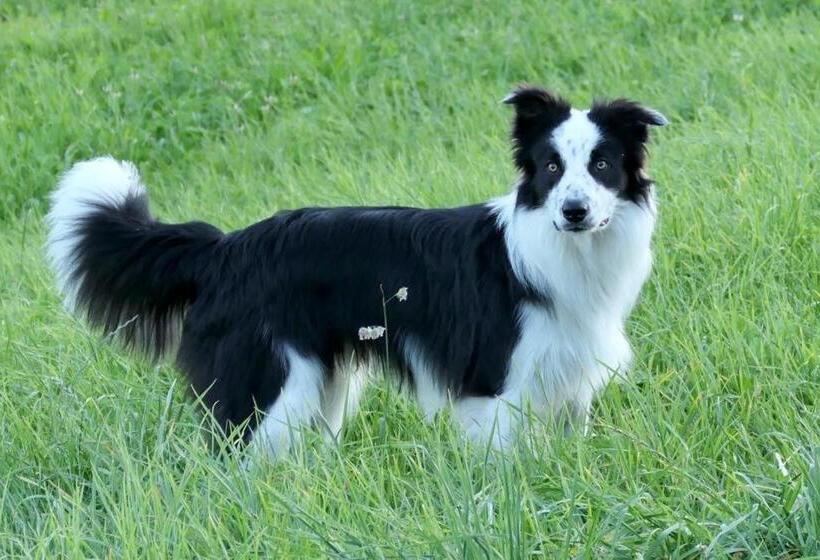 הוסטל Alpstein Das Gasthaus