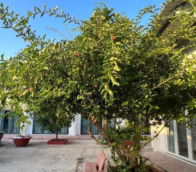 هتل Hy Guesthouse Phu Quoc   Nhà Hy Vivu Bên Vườn