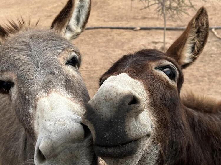 ペンション Dar Tawarta