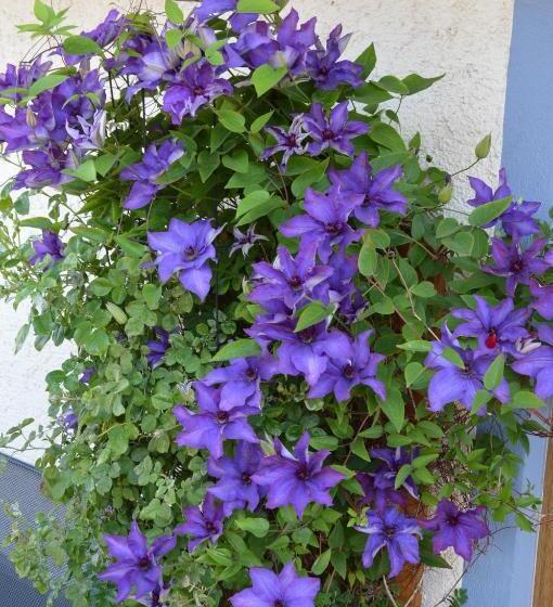 Пансион Gasthof Köllenspitze