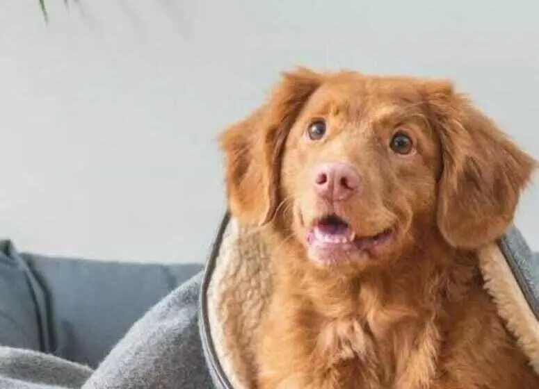 Hotelli Travelers Inn