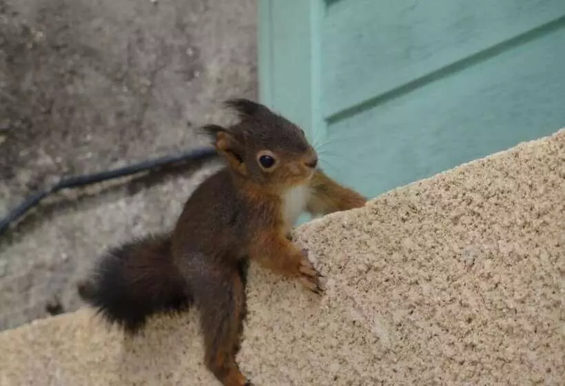 ペンション Les Feuillantines