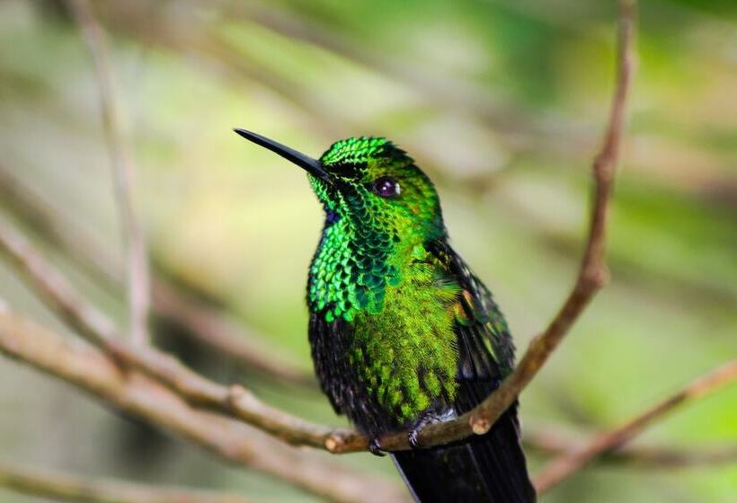 Пансион River Nest Lodge Costa Rica