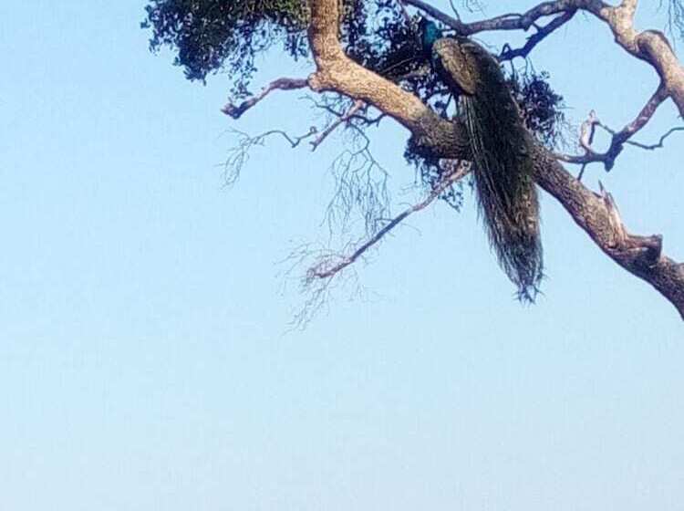 호텔 Goalma Holiday Resort